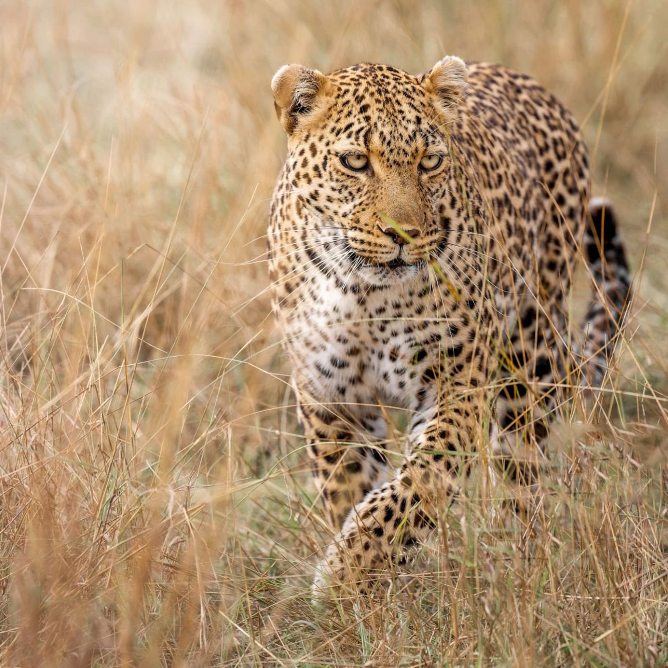 wilpattu national park